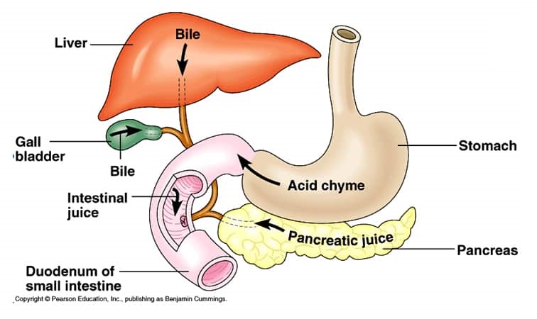 Liver-Gall-Bladder-Pancreas